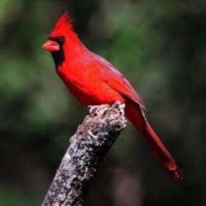 Meet your Posher, Patty